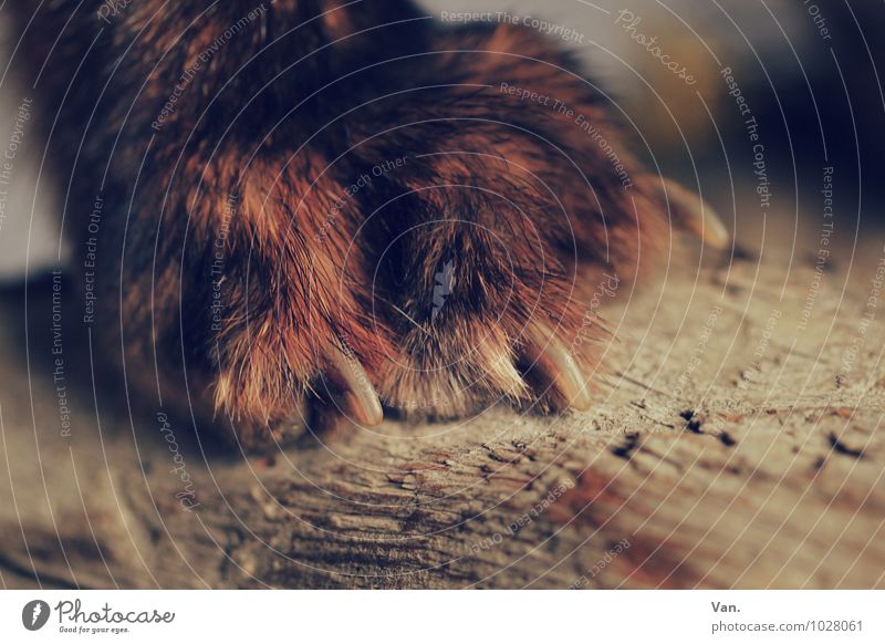 pedicure Nature Animal Pelt Claw Paw Fox Wood Brown Red Colour photo Subdued colour Close-up Detail Deserted Day Shallow depth of field