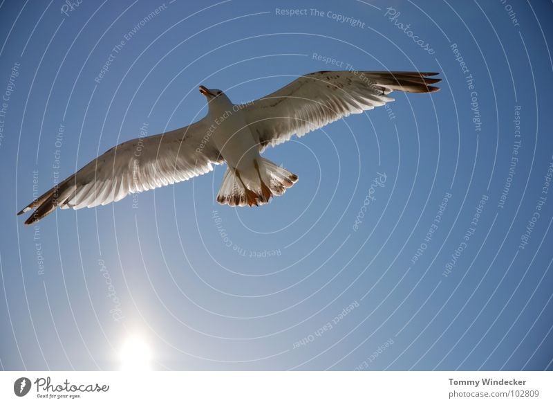 seagull pic Seagull Bird Sky blue Peace Sun Summer Ocean Lake Hover Sailing Low-flying plane Ease Light heartedness Foraging Aviation Airworthy Beach Infinity