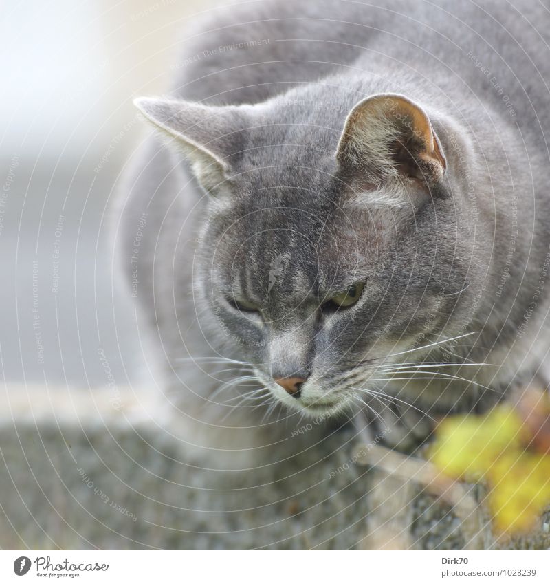 observer Animal Summer Garden Brittany France Village Wall (barrier) Wall (building) Pet Cat Animal face Carthusian cat Chartreux 1 Observe Crouch Sit Threat