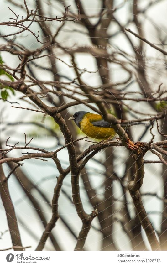 yellow bird - spring is coming Environment Nature Forest Animal Wild animal Bird 1 Sit Leisure and hobbies Curiosity Break Far-off places Calm