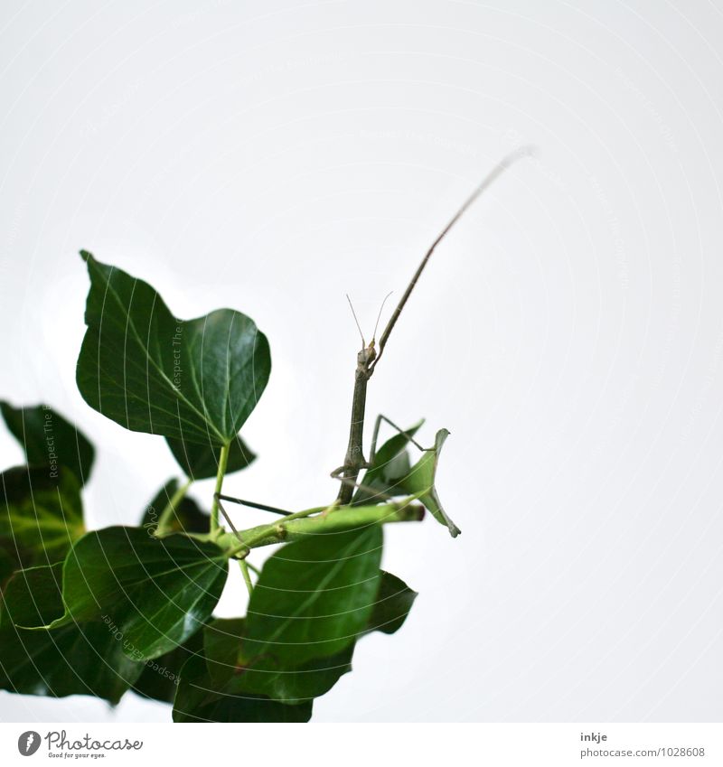 waving farewell... Animal Ivy Wild animal stick insect Locust Insect 1 Crouch Crawl Sit Exceptional Thin Friendliness Long Green White Emotions Love of animals