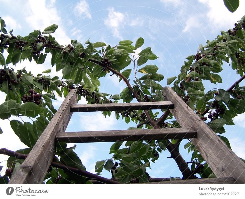 skywards Cherry Tree Branchage Wood Shaky Dry Rung Summer Ladder Sky Blue Old Freedom Dangerous Level Above Fruit Stairs