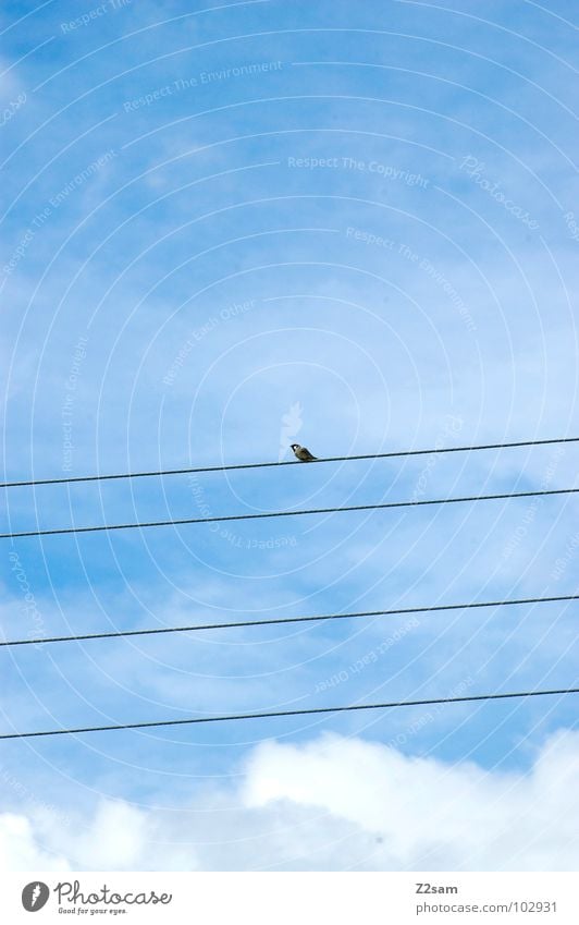 naturally simple Simple Graphic Bird Contentment Clouds Sky Animal Nature Flying Cable Transmission lines Rope Blue