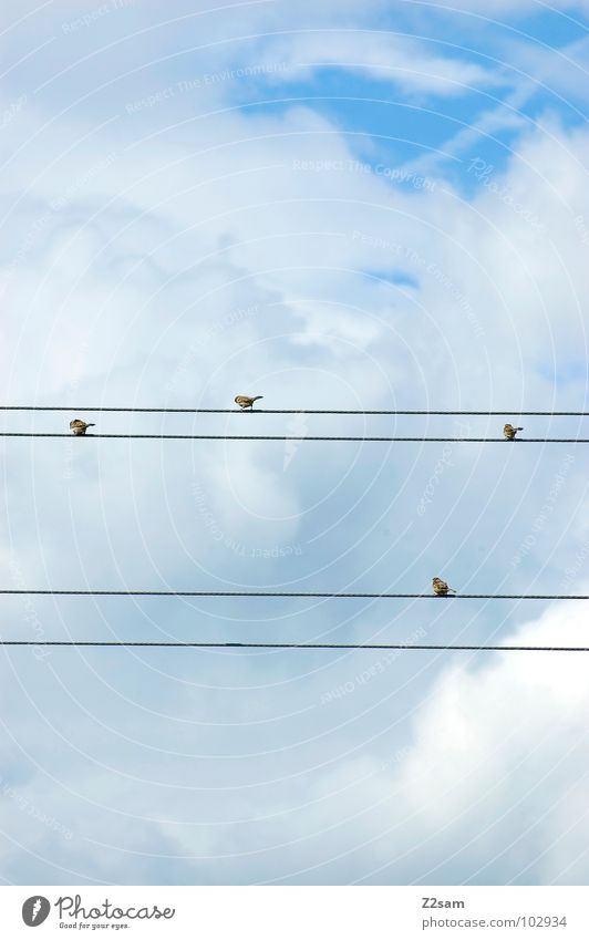 flake Simple Graphic Bird Contentment Clouds Sky Animal 4 Nature Flying Cable Transmission lines Rope Blue Multiple