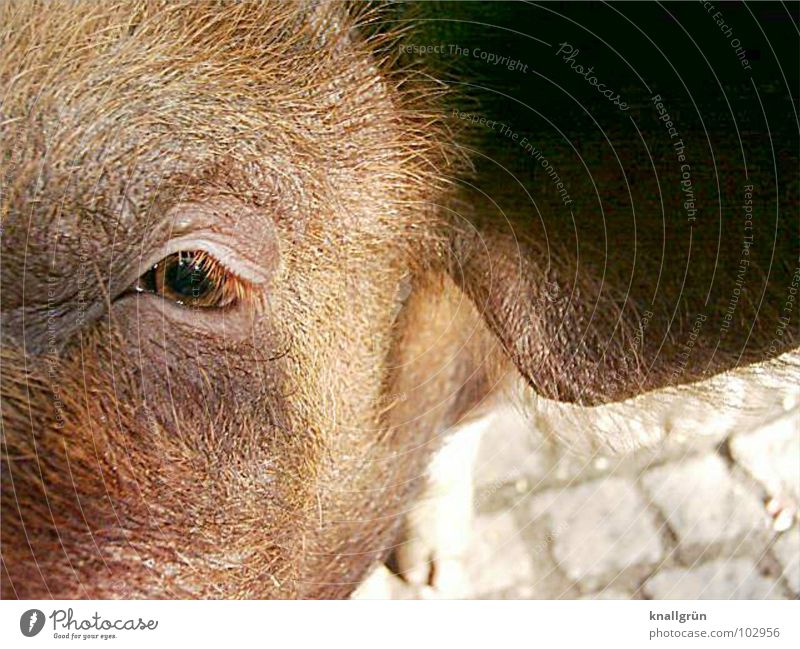 brown eye Swine Brown Bristles Eyelash Sunbeam Animal Mammal Hair and hairstyles Ear pplestones Looking Eyes