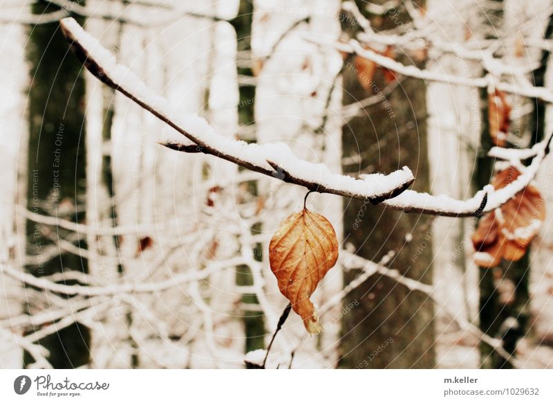 Leaf in the snow forest Environment Nature Snow Resistance Identity Brave Subdued colour Day