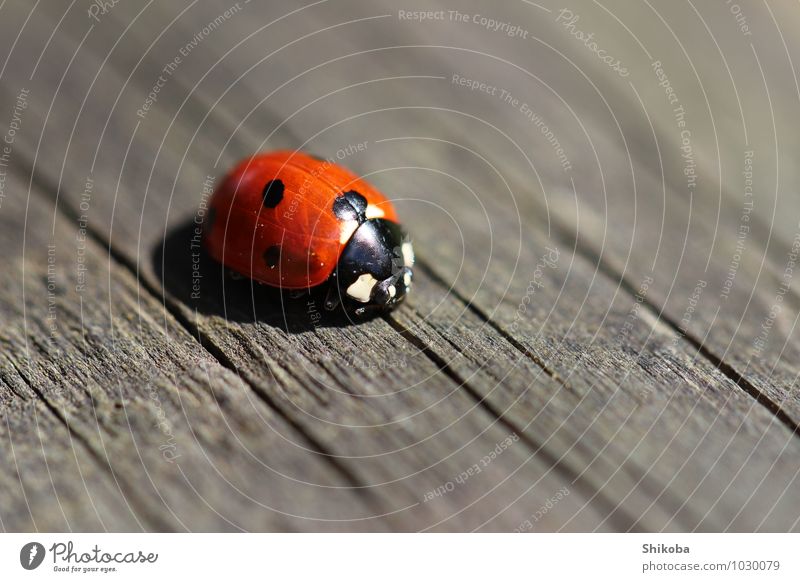 ladybug Animal Beetle 1 Crawl Small Red Black Happy Ladybird Point Colour photo Exterior shot Macro (Extreme close-up) Deserted Copy Space right Copy Space top