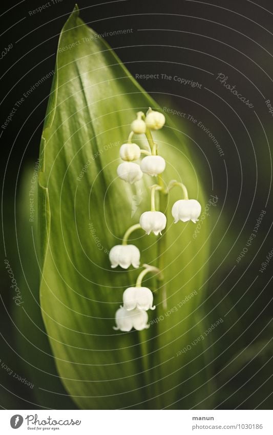 lily of the valley Healthy Nature Spring Plant Flower Blossom Lily of the valley Spring flower Poisonous plant Fragrance Threat Dangerous May Colour photo