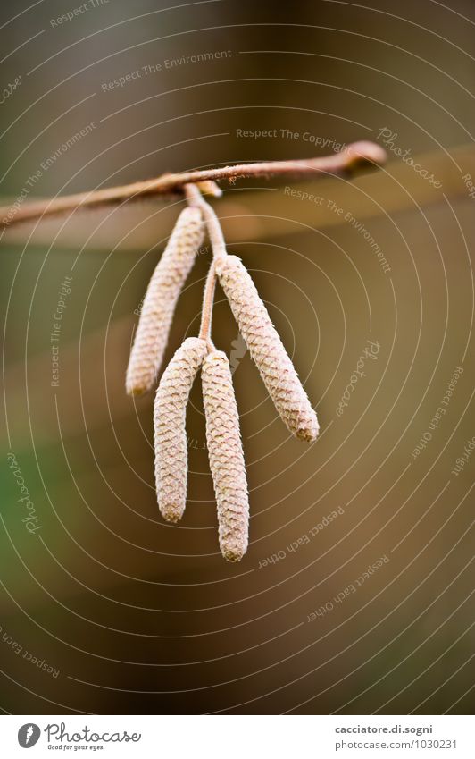 sausage quartet Nature Plant Autumn Beautiful weather Seed pollen sausage Pollen Small sausage Twig Hang Esthetic Thin Simple Together Long Natural Brown Orange