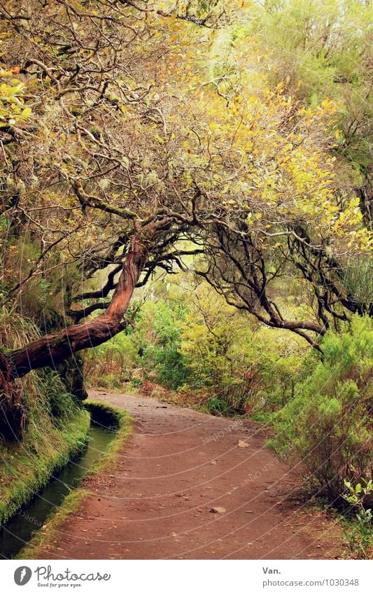levada Nature Landscape Plant Autumn Tree Bushes Moss Forest Madeira Lanes & trails Brown Yellow Green Levada Colour photo Multicoloured Exterior shot Deserted