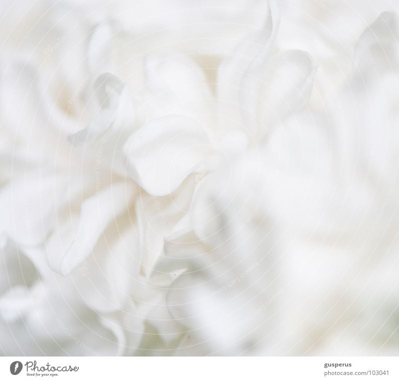 {white-blooded} Blossom White Heavenly Soft Pure Going Dinghy Nature Absolute Grief Distress Transience in whatever best of all to yourself Fragrance divine