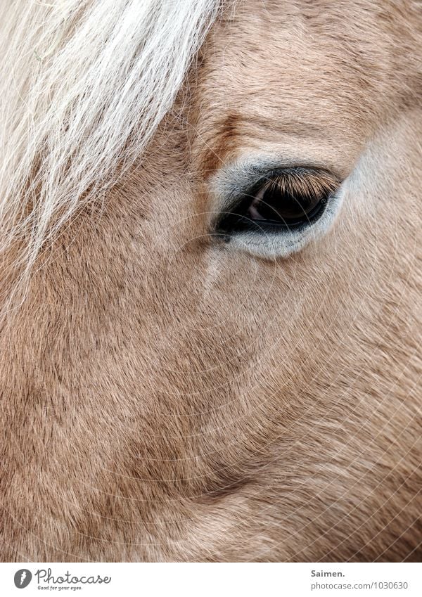 pony Animal Farm animal Horse Animal face 1 Looking Natural Brown Pelt Coat color Horse's eyes Subdued colour Exterior shot Copy Space bottom Day