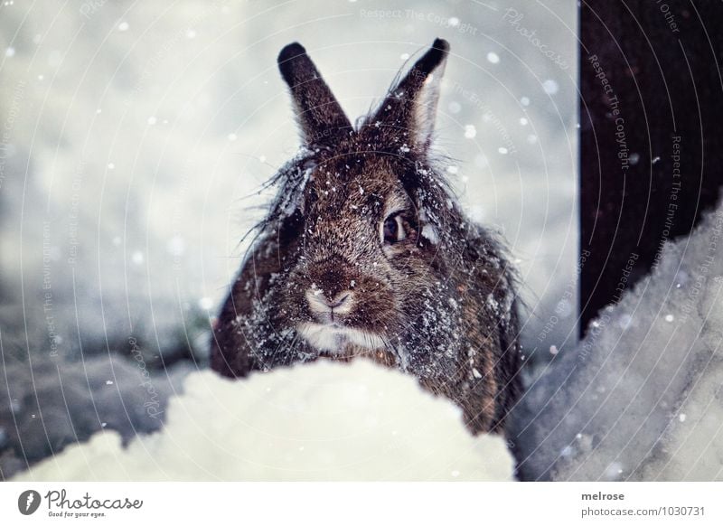 Snow hare Schnuffi Environment Nature Winter Snowfall Pet Animal face Pelt Pygmy rabbit Lion's head Hare ears Snout Whisker Rodent Easter Bunny
