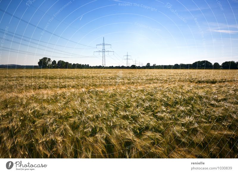 corn field Healthy Life Relaxation Agriculture Forestry Nature Landscape Summer Meadow Field Determination Pure Quality Colour photo Exterior shot