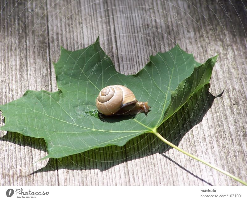 Green Island Snail shell Leaf Slowly Speed Crawl Mollusk Nature Close-up Garden Exterior shot