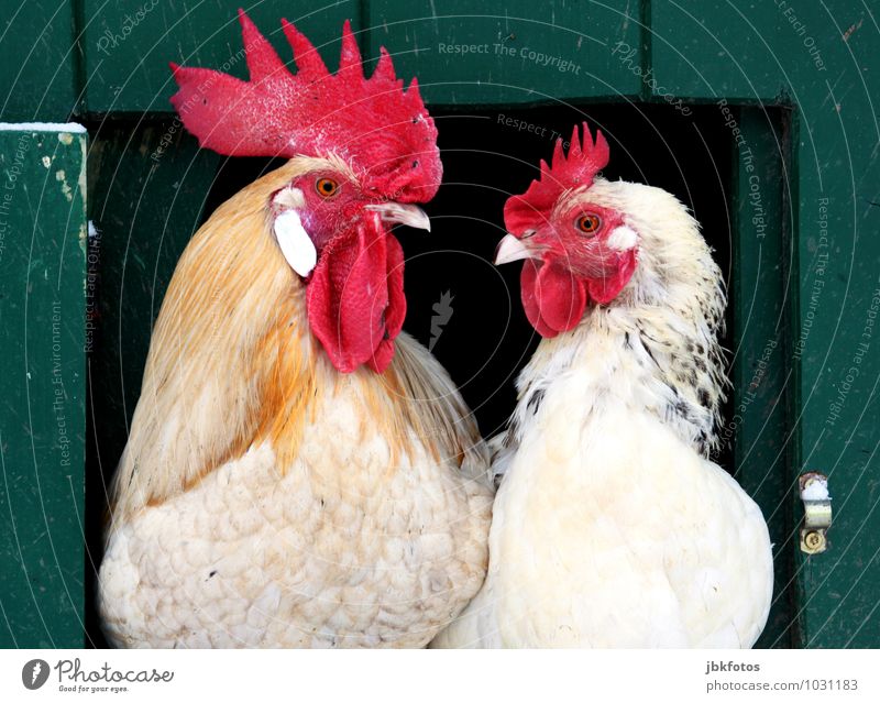 You're not getting in here! Environment Nature Animal Farm animal Bird Animal face Rooster Barn fowl Pair of animals Crest Eyes Chicken coop Feather headdress 2