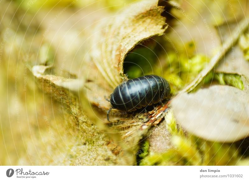 woodlouse Environment Nature Autumn Leaf Forest Animal Beetle Isopod 1 Crawl To dry up Natural Idyll Colour photo Exterior shot Detail Deserted Copy Space left