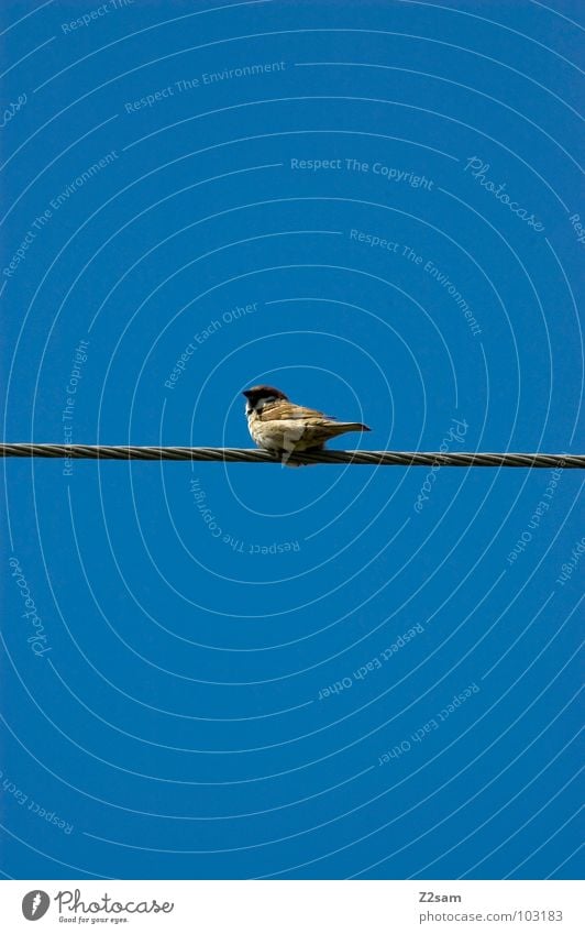 vogerlpause Simple Graphic Bird Contentment Clouds Sky Animal Nature Flying Cable Transmission lines Rope Blue