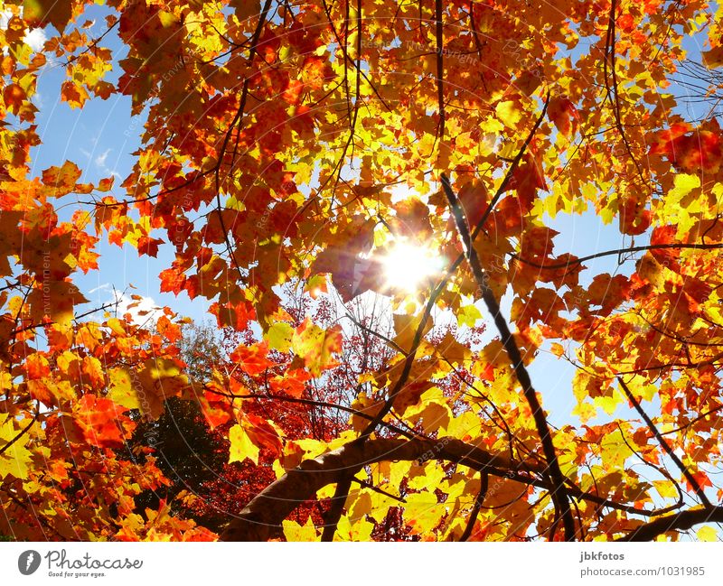 leaf canopy Environment Nature Elements Sun Sunlight Autumn Climate Beautiful weather Warmth Plant Tree Agricultural crop Garden Park Forest Emotions Moody Joy