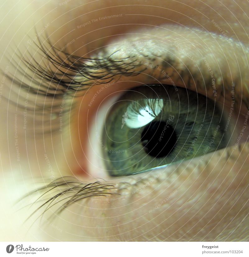 Delicate curiosity Face Eyes Soft Organ Eyelash Pupil eye facre Iris Detail Looking