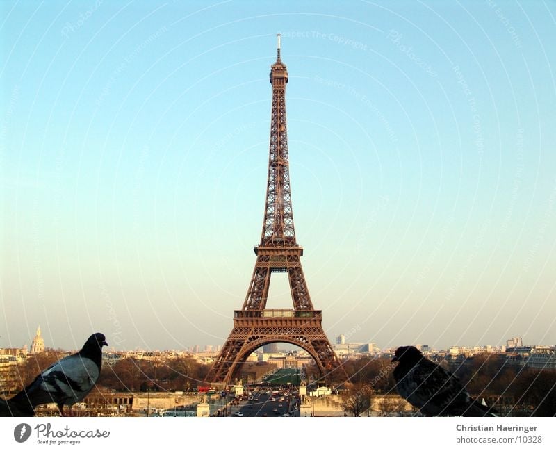 two pigeons Paris France Eiffel Tower Bird Pigeon Town House (Residential Structure) Skyline Horizon Europe