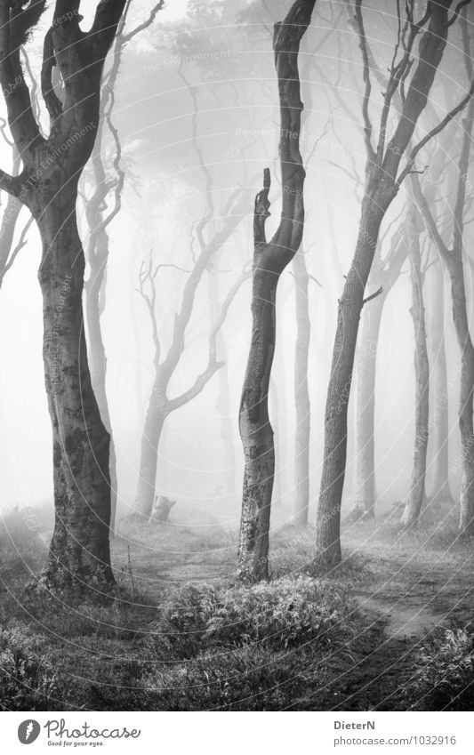 ghost forest Beach Ocean Sand Spring Climate Weather Fog Tree Grass Forest Baltic Sea Gray Black White Ghost forest Black & white photo Exterior shot Deserted