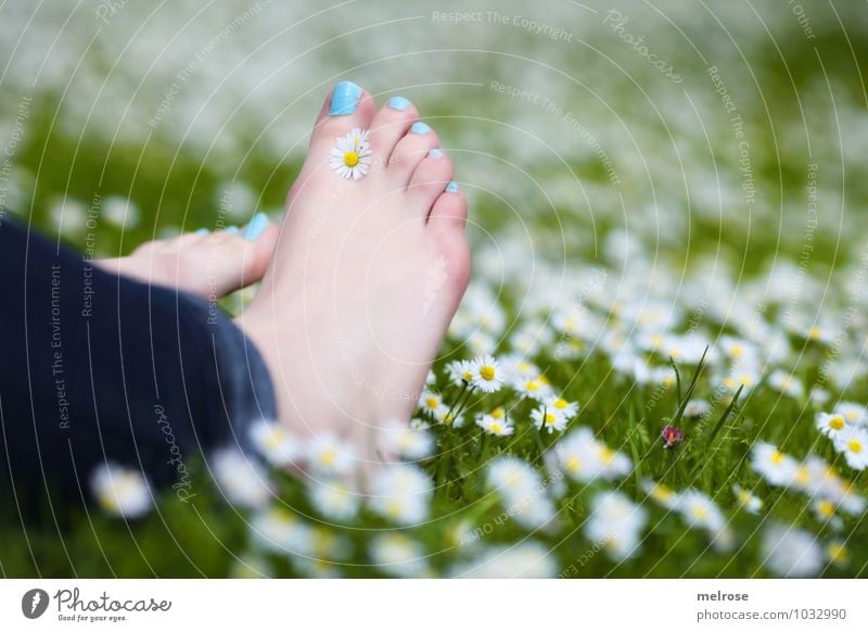 pure relaxation Lifestyle Young woman Youth (Young adults) Adults Legs Feet Toes Toenail 1 Human being 18 - 30 years Nature Plant Summer Beautiful weather