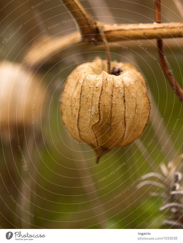 Empty Nature Plant Autumn Agricultural crop Physalis Chinese lantern flower Garden Hang To dry up Exotic Beautiful Near Natural Round Dry Brown Green
