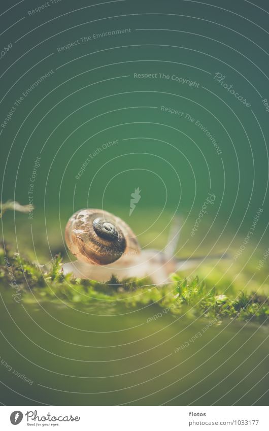 A house in the green Animal Wild animal Snail Near Natural Slimy Brown Green Nature Colour photo Exterior shot Close-up Detail Deserted Copy Space top Day