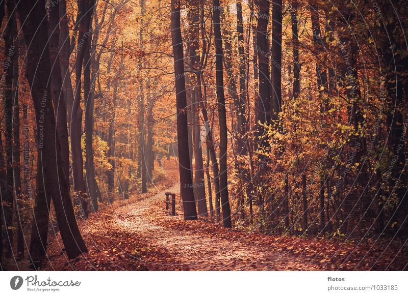 The way Nature Landscape Autumn Tree Forest To fall Faded Natural Beautiful Brown Orange Red Black Warm-heartedness Colour photo Exterior shot Day