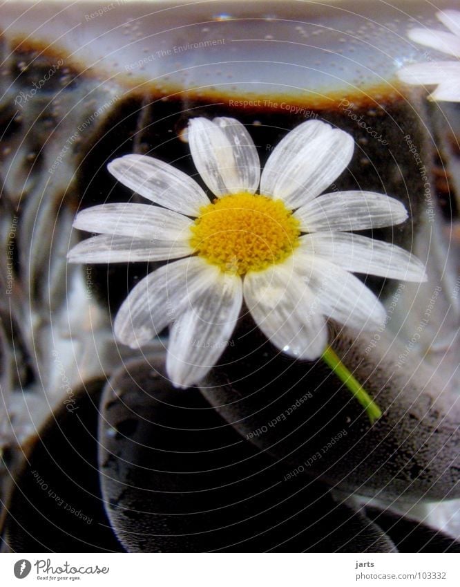 water flower Flower Blossom Water Stone Minerals margarite Glass jarts Marguerite