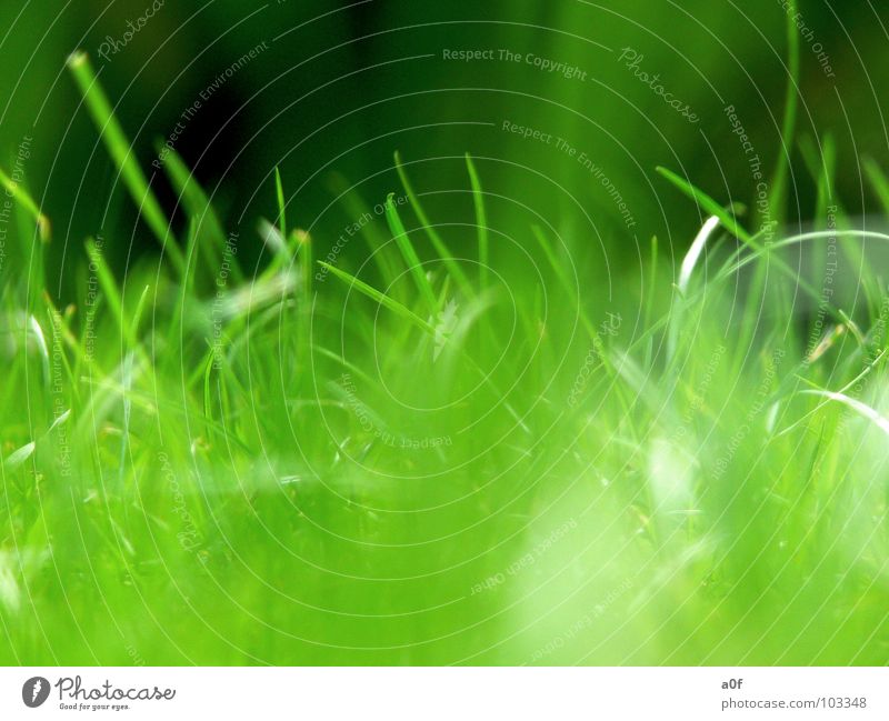 ...grow Green Growth Macro (Extreme close-up) grass Nature intact world vista windows
