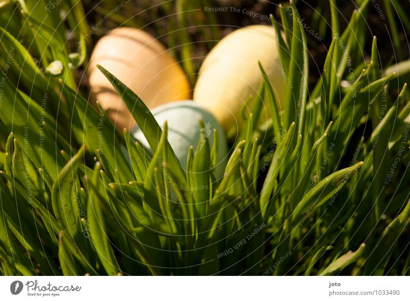 found it! Trip Easter Nature Spring Beautiful weather Grass Garden Park Meadow Curiosity Warmth Yellow Orange Surprise Easter egg Easter egg nest Easter wish