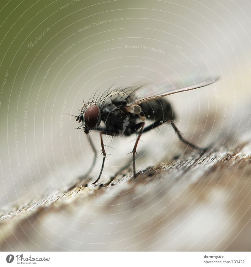 that one again! Search Compound eye Wood Blur Depth of field Green Brown Trunk Macro (Extreme close-up) Close-up fly Flying Aviation Wing Sit Relaxation Looking