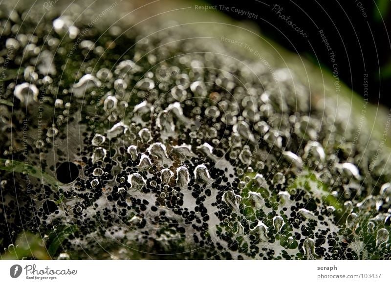 Caught Drops Drops of water Spider's web Reflection Grass Blade of grass Pearl necklace Fluid Liquid Water Rain Rainwater Dark Dew Wet Structures and shapes