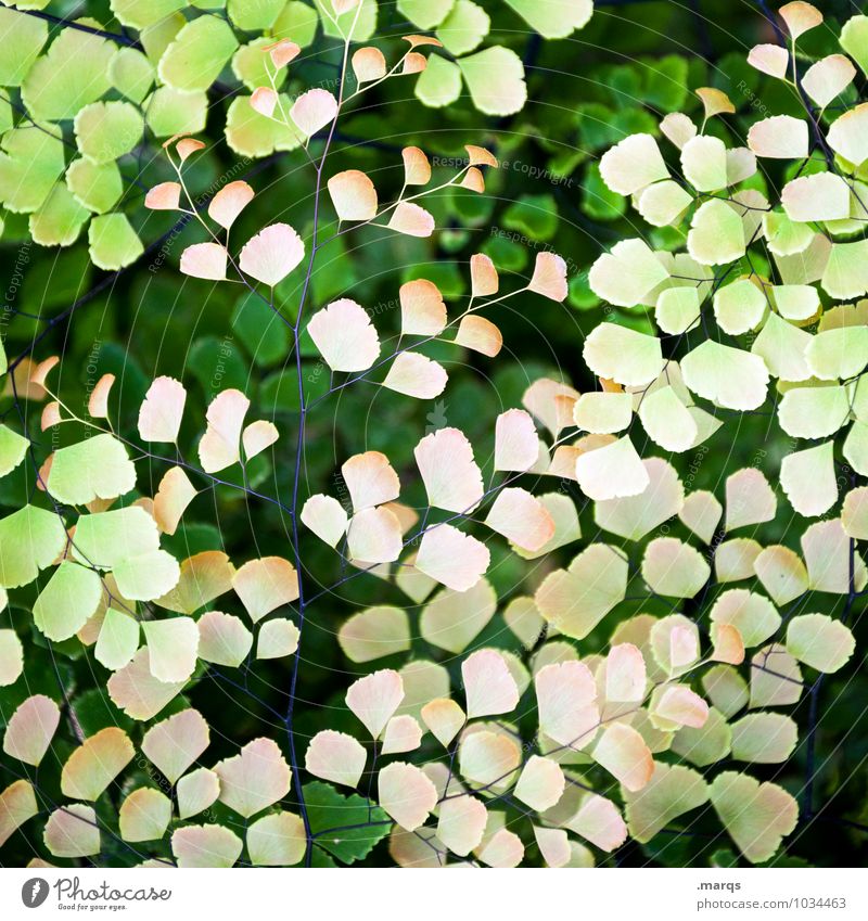 filigree Nature Plant Leaf Foliage plant Exotic Garden Uniqueness Beautiful Yellow Green Esthetic Life Environment Colour photo Exterior shot Detail