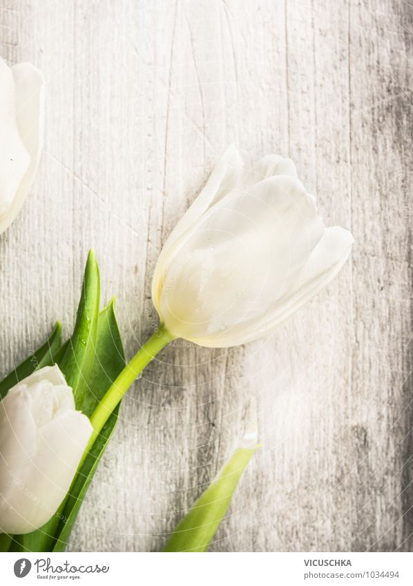 White tulip on grey wood Style Design Garden Decoration Feasts & Celebrations Valentine's Day Mother's Day Birthday Nature Plant Spring Summer Flower Tulip