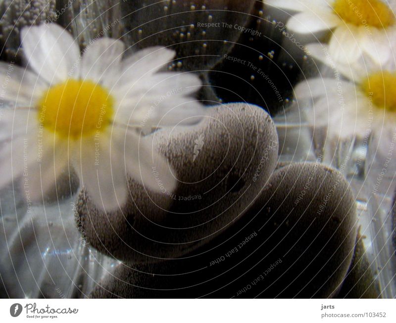 immersion Dive Dream Flower Wellness Air bubble Calm Relaxation Blur Water Stone Minerals margarite jarts Marguerite