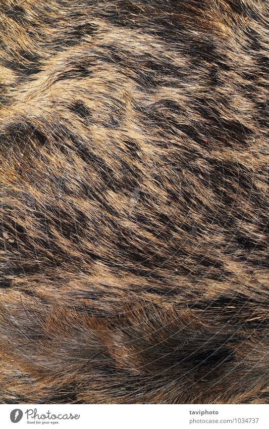 sus scrofa hunting trophy fur Beautiful Skin Hunting Nature Animal Warmth Fur coat Pelt Leather Hair Authentic Natural Wild Soft Brown Gray Black Consistency