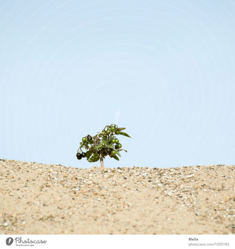 Tree. Or is it? Environment Nature Landscape Plant Earth Sand Sky Bushes Fruit Berry seed head Berries Desert Oasis Gravel Growth Large Small Natural Dry