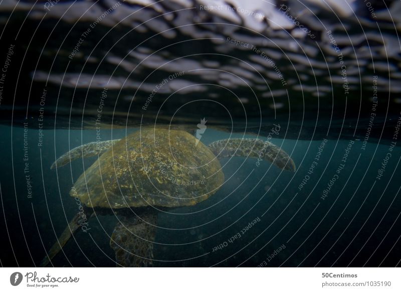 water turtle Vacation & Travel Aquatics Dive Water Waves Ocean Galapagos islands Animal Turtle Turles 1 Swimming & Bathing Adventure Surface of water