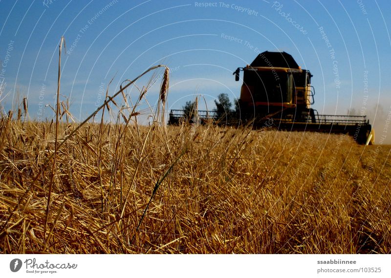 Soon done! Grain harvest Dust Stress Ear of corn Combine Summer Barley Field Stubble field Harvest Technology