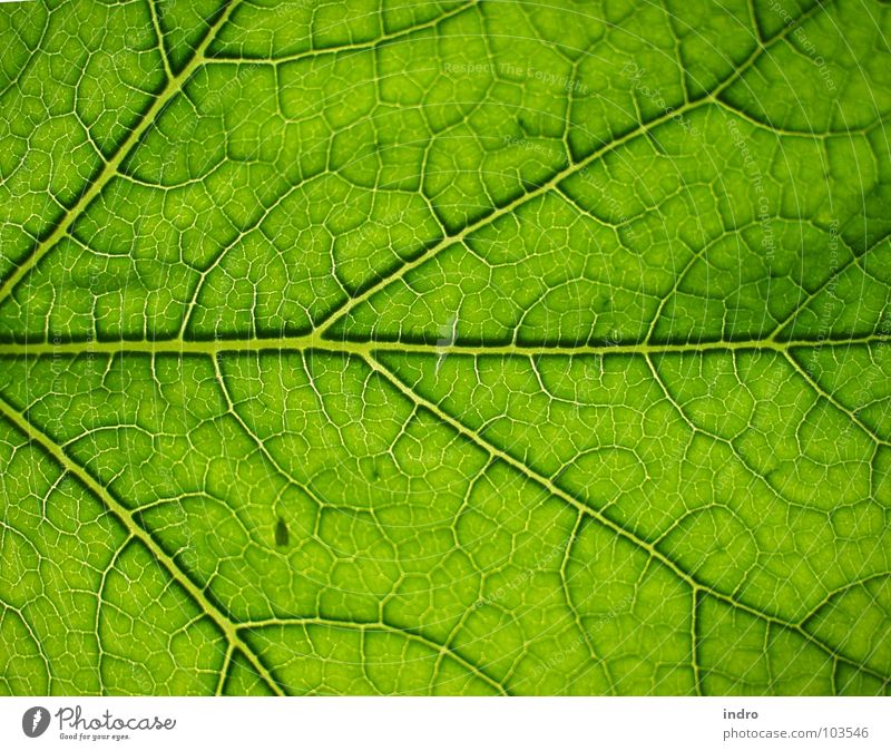 veins Leaf Green Vessel Branched Rachis Nature Arrangement Life