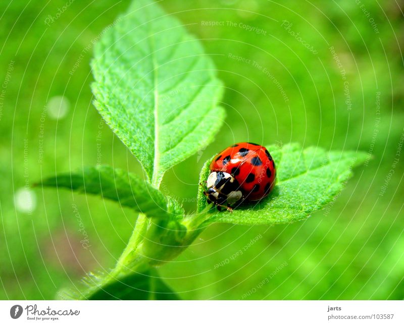 ladybird Ladybird Leaf Red Green Insect Small Summer Beetle Garden Point Nature jarts