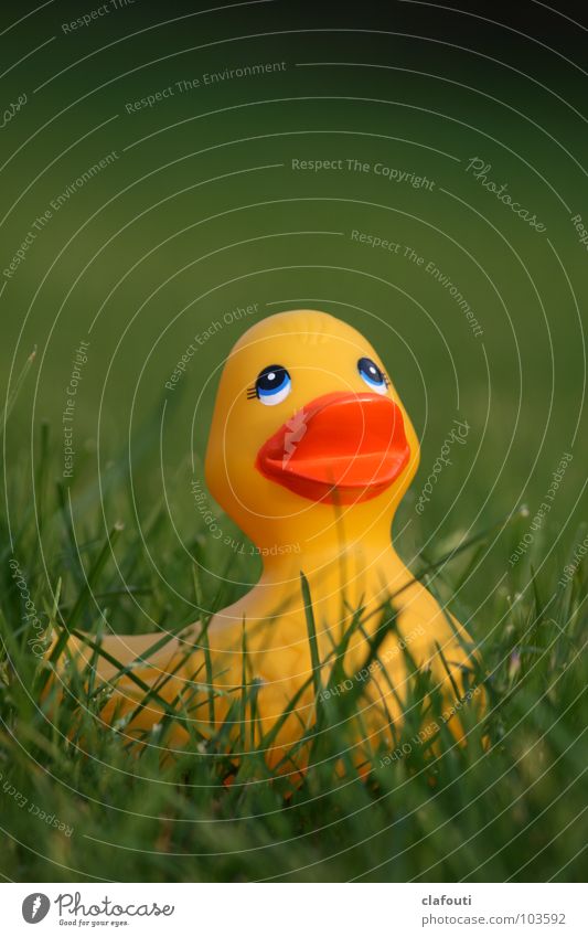 Rubber Ducky, you're the one Playing Grass Squeak duck Leisure and hobbies yellow duck Lawn Colour photo Exterior shot Copy Space top Shallow depth of field