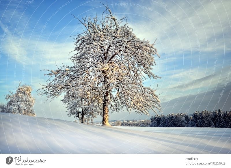 Time of long shadows Nature Landscape Plant Sky Clouds Horizon Winter Weather Beautiful weather Snow Tree Meadow Forest Hill Cold Blue Brown White Shadow