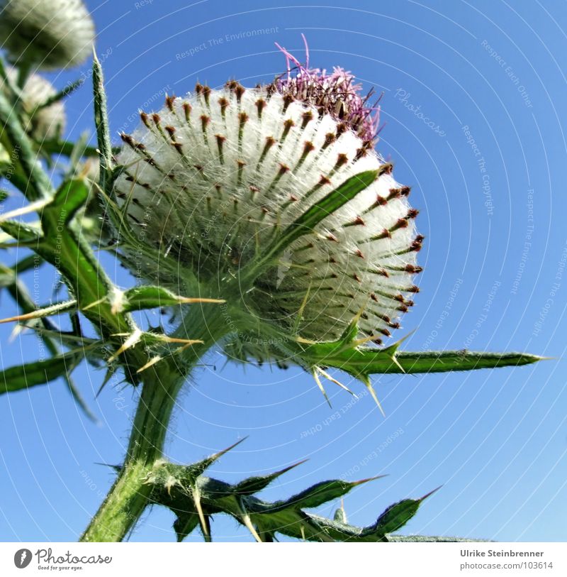 Big thistle blossom in front of a blue sky Colour photo Exterior shot Summer Environment Nature Plant Sky Sunlight Beautiful weather Blossom Field Esthetic Tall