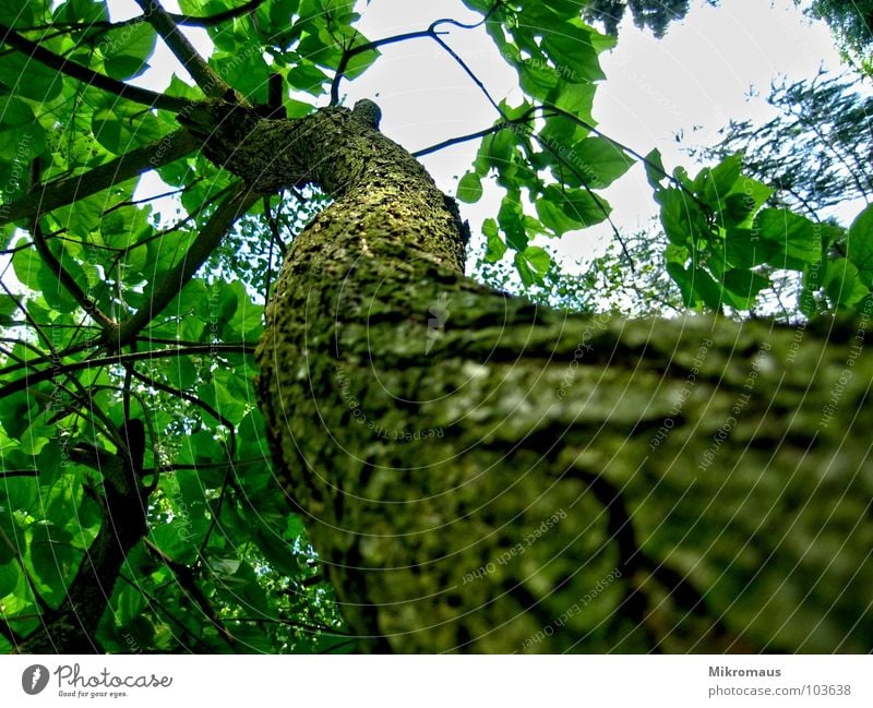 I'm laughing at a branch Tree Nature Plant Foliage plant Branch Branchage Tree bark Indian bean tree Garden Park Forest Leaf Tall Above Perspective Detail