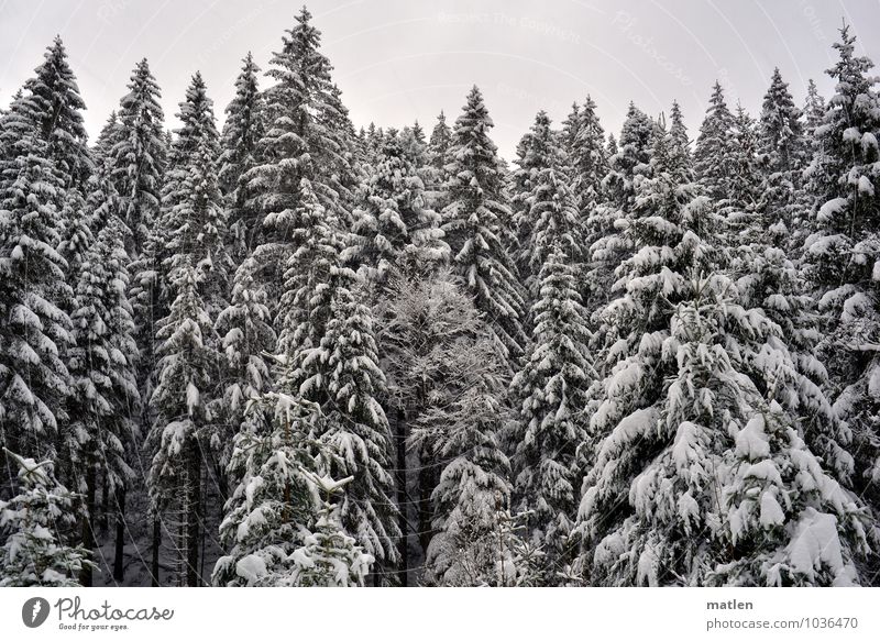 top Environment Nature Plant Sky Winter Weather Ice Frost Snow Tree Forest Brown Black White fir forest Black Forest Treetop Colour photo Subdued colour