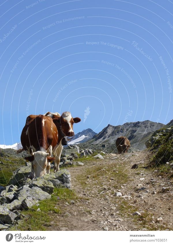 ALP.SAU Cow Hiking Mountain Blue Sky Lanes & trails Stone